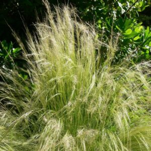 Mexikói árvalányhaj (Stipa tenuissima 'Pony Tails')