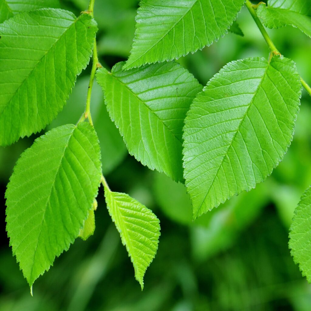 Mezei szil (Ulmus minor)