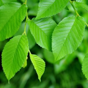 Mezei szil (Ulmus minor)