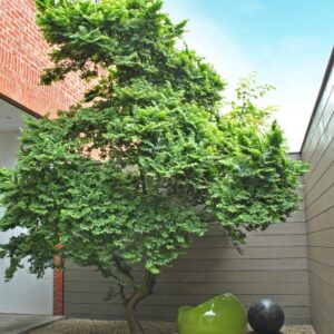 Mezei szil (Ulmus minor 'Jacqueline Hiller')