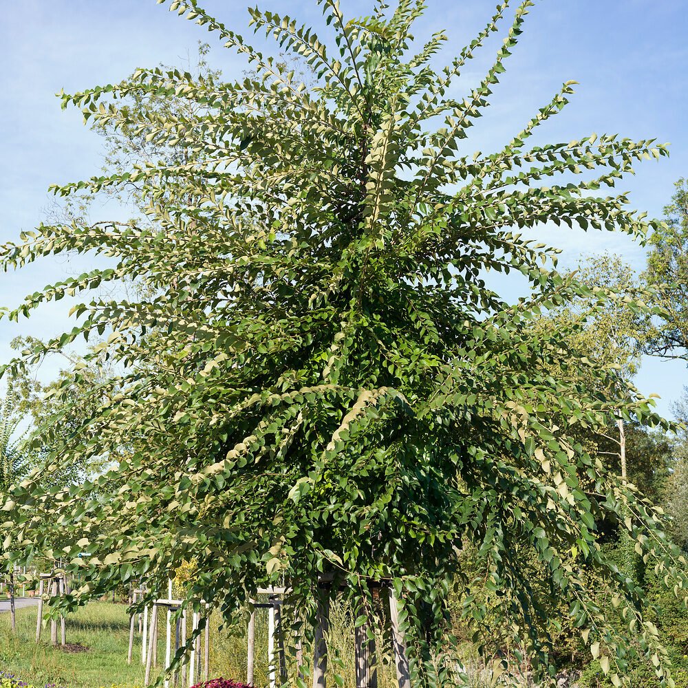 Mezei szil (Ulmus minor)
