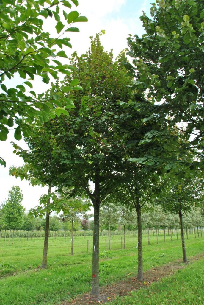 Nagy levelű hárs (Tilia platyphyllos 'Fastigiata')