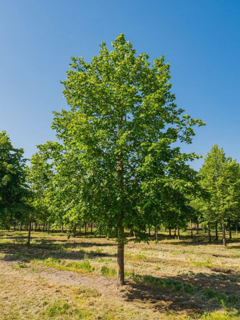 Nagylevelű hárs (Tilia platyphyllos)
