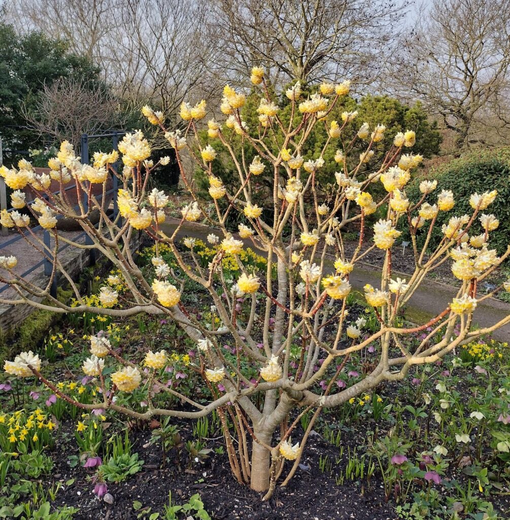 Nagyvirágú papírcserje (Edgeworthia chrysantha)