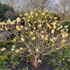 Nagyvirágú papírcserje (Edgeworthia chrysantha)