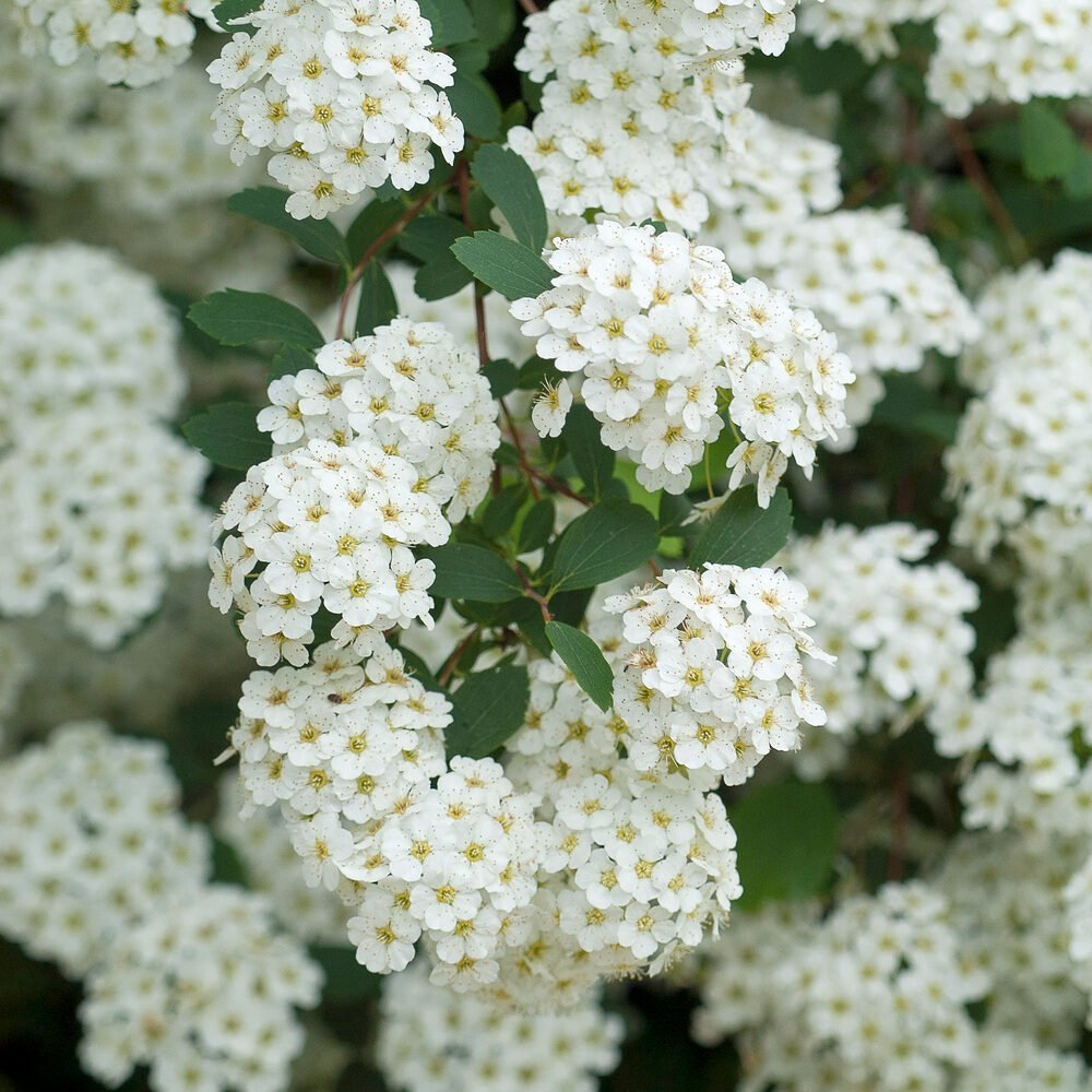 Nipponi gyöngyvessző (Spiraea nipponica 'Halward's Silver')