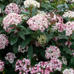 Örökzöld bangita (Viburnum tinus 'Eve Price')