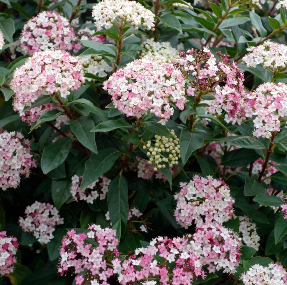 Örökzöld bangita (Viburnum tinus 'Eve Price')