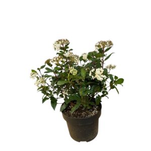Örökzöld bangita (Viburnum tinus 'Gwenlian')