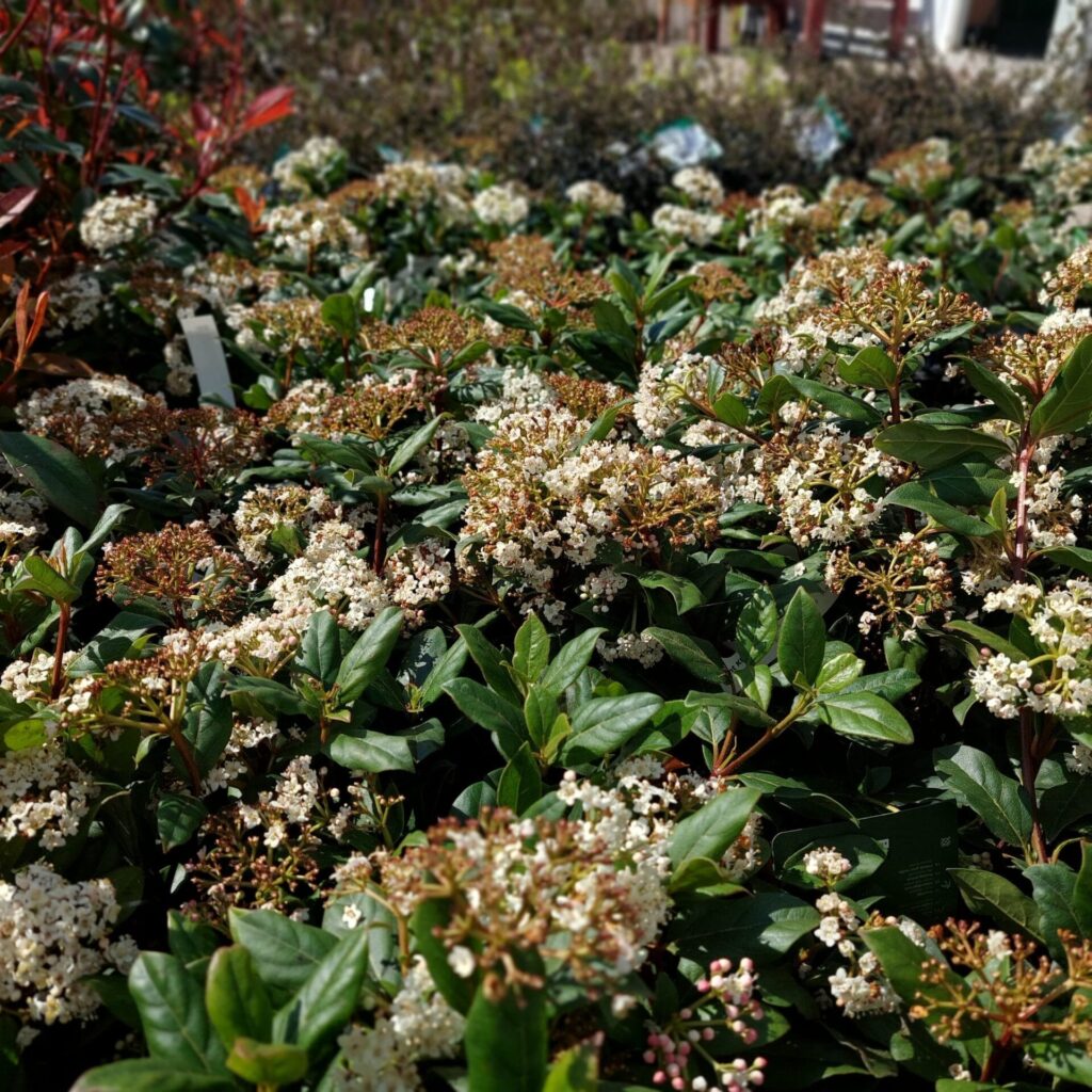 Örökzöld bangita (Viburnum tinus 'Gwenlian')