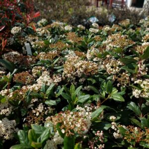 Örökzöld bangita (Viburnum tinus 'Gwenlian')