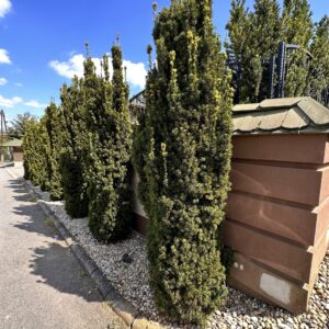 Oszlopos tiszafa (Taxus baccata 'Fastigiata')