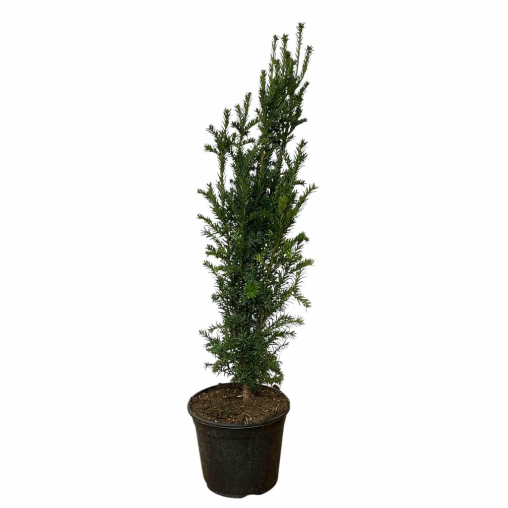 Oszlopos tiszafa (Taxus baccata 'Fastigiata')