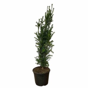 Oszlopos tiszafa (Taxus baccata 'Fastigiata')
