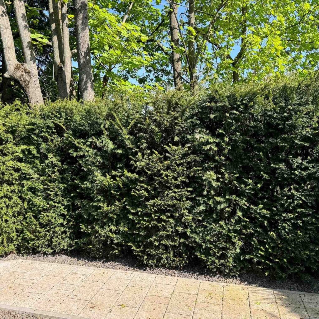 Oszlopos tiszafa (Taxus baccata 'Fastigiata')