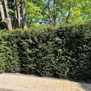 Oszlopos tiszafa (Taxus baccata 'Fastigiata')