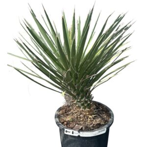 Pálmaliliom (Yucca filifera)