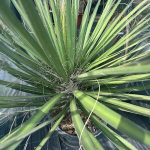 Pálmaliliom (Yucca filifera)