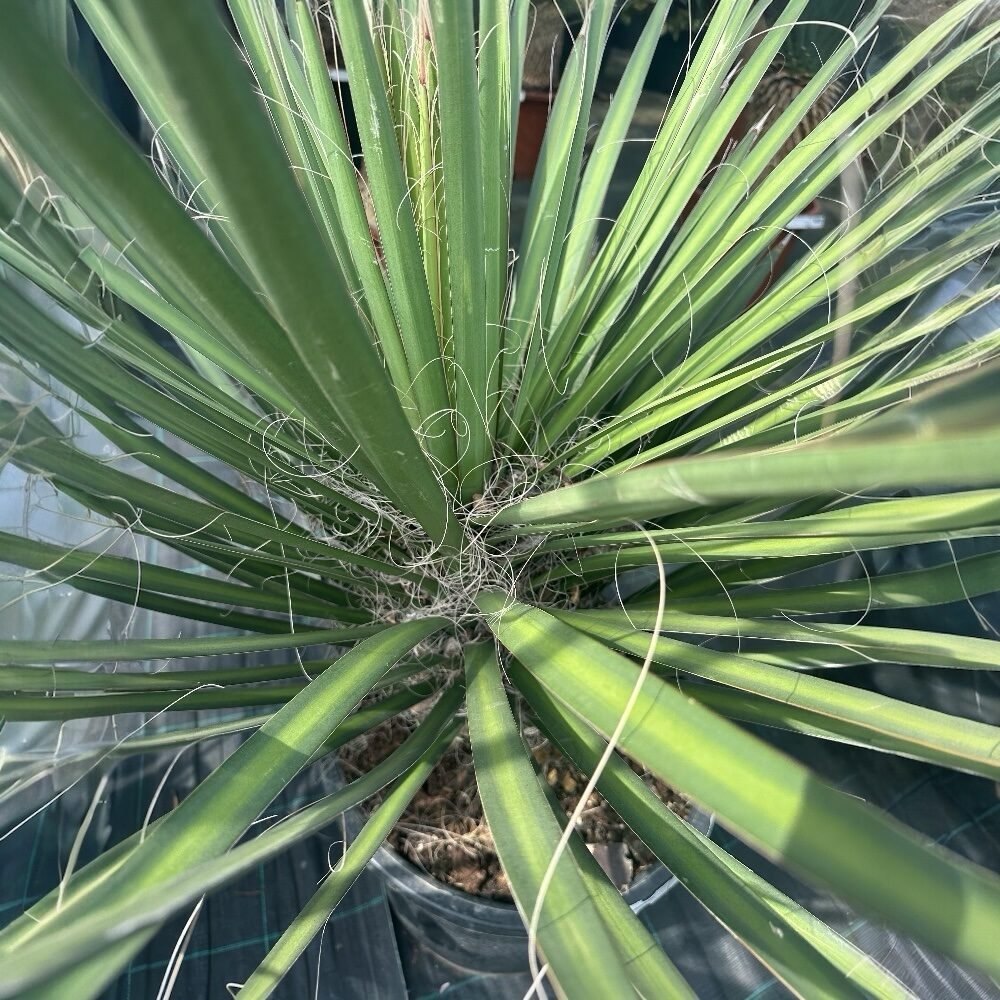 Pálmaliliom (Yucca filifera)