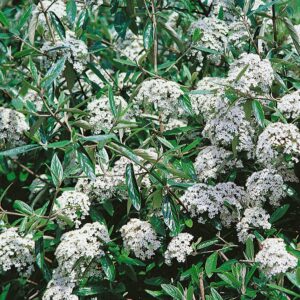 Prágai bangita (Viburnum 'Pragense')