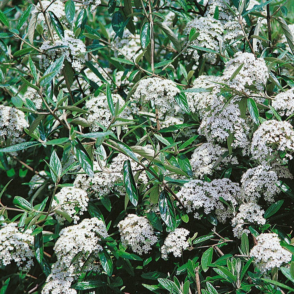 Prágai bangita (Viburnum 'Pragense')