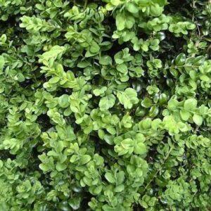 Puszpáng (Buxus macrophylla 'Rotundifolia')