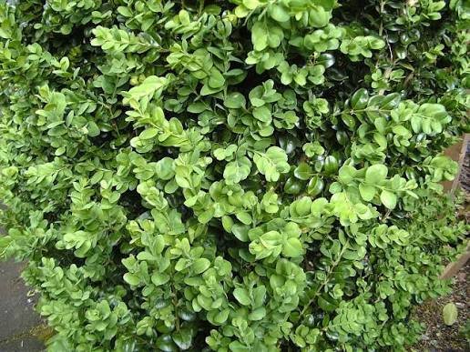 Puszpáng (Buxus macrophylla 'Rotundifolia')