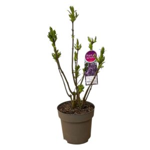 Royalty orgona (Syringa 'Royalty')