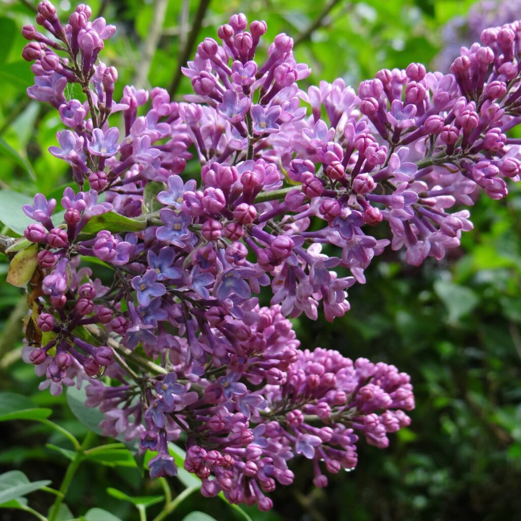 Royalty orgona (Syringa 'Royalty')