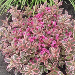 Rózsalonc (Weigela 'All Summer Monet')