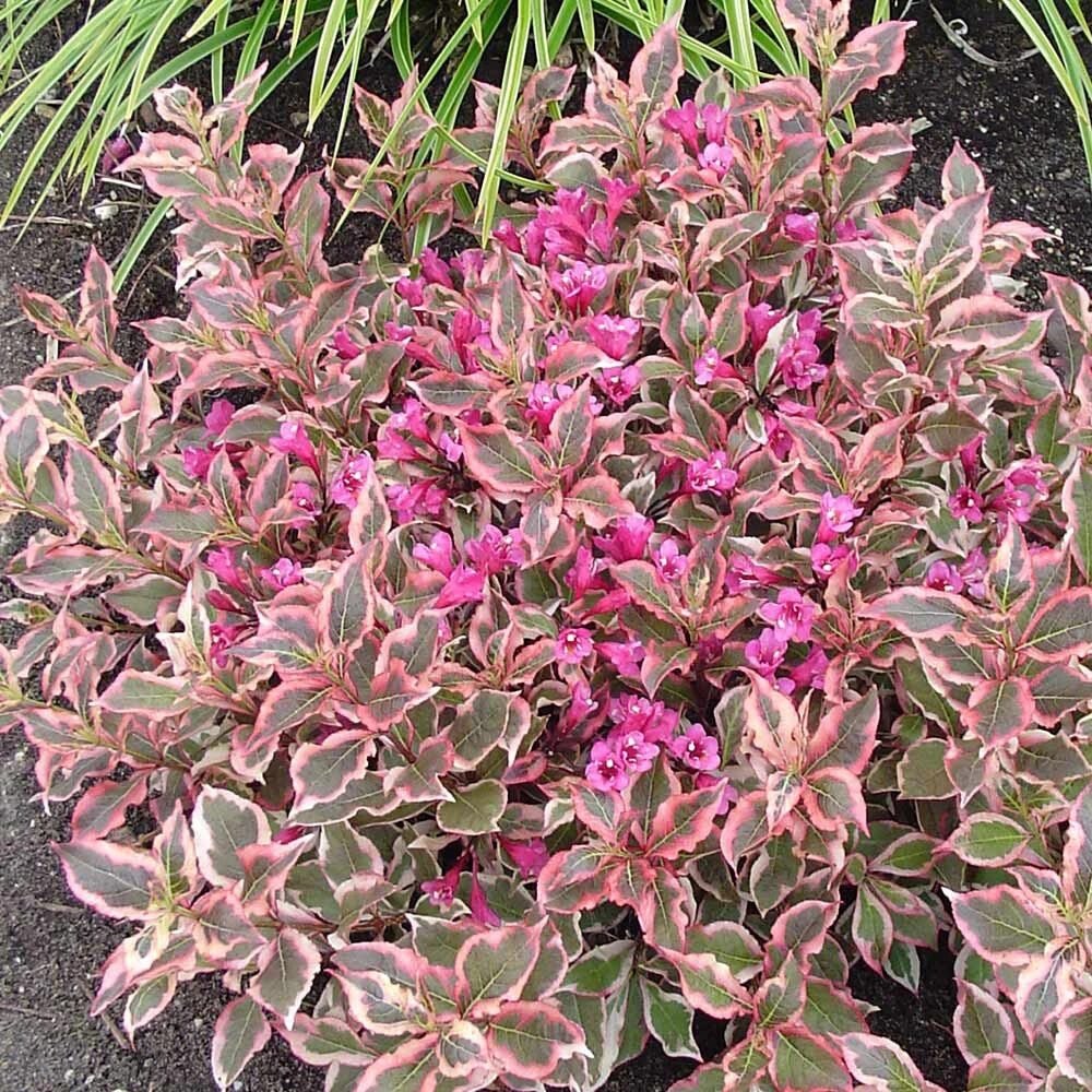 Rózsalonc (Weigela 'All Summer Monet')