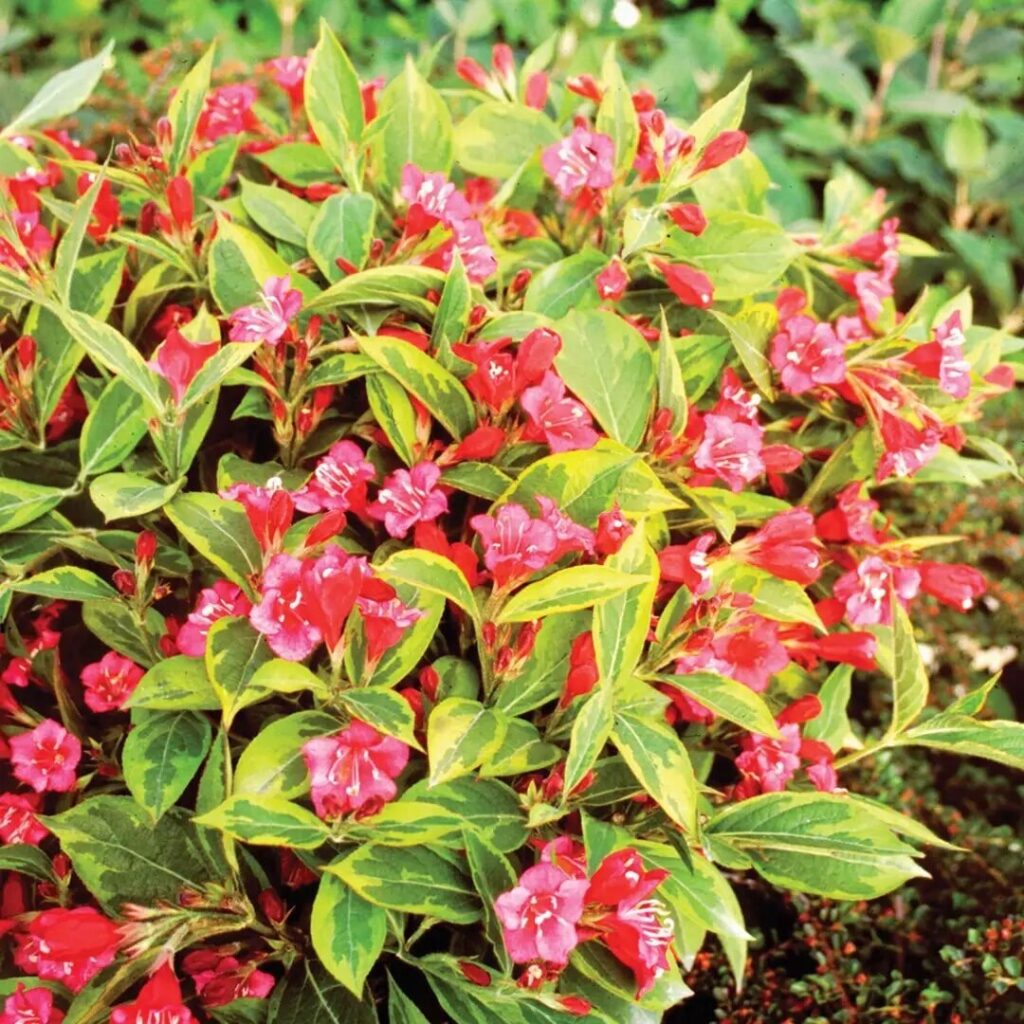 Rózsalonc (Weigela 'Brigela')