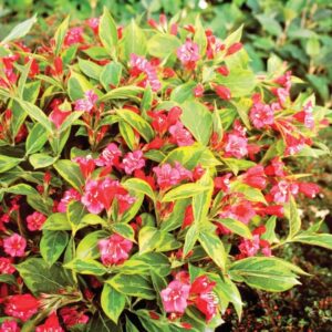Rózsalonc (Weigela 'Brigela')