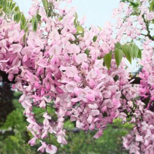 Rózsaszín virágú lilaakác (Wisteria brachybotrys 'Showa-Beni')