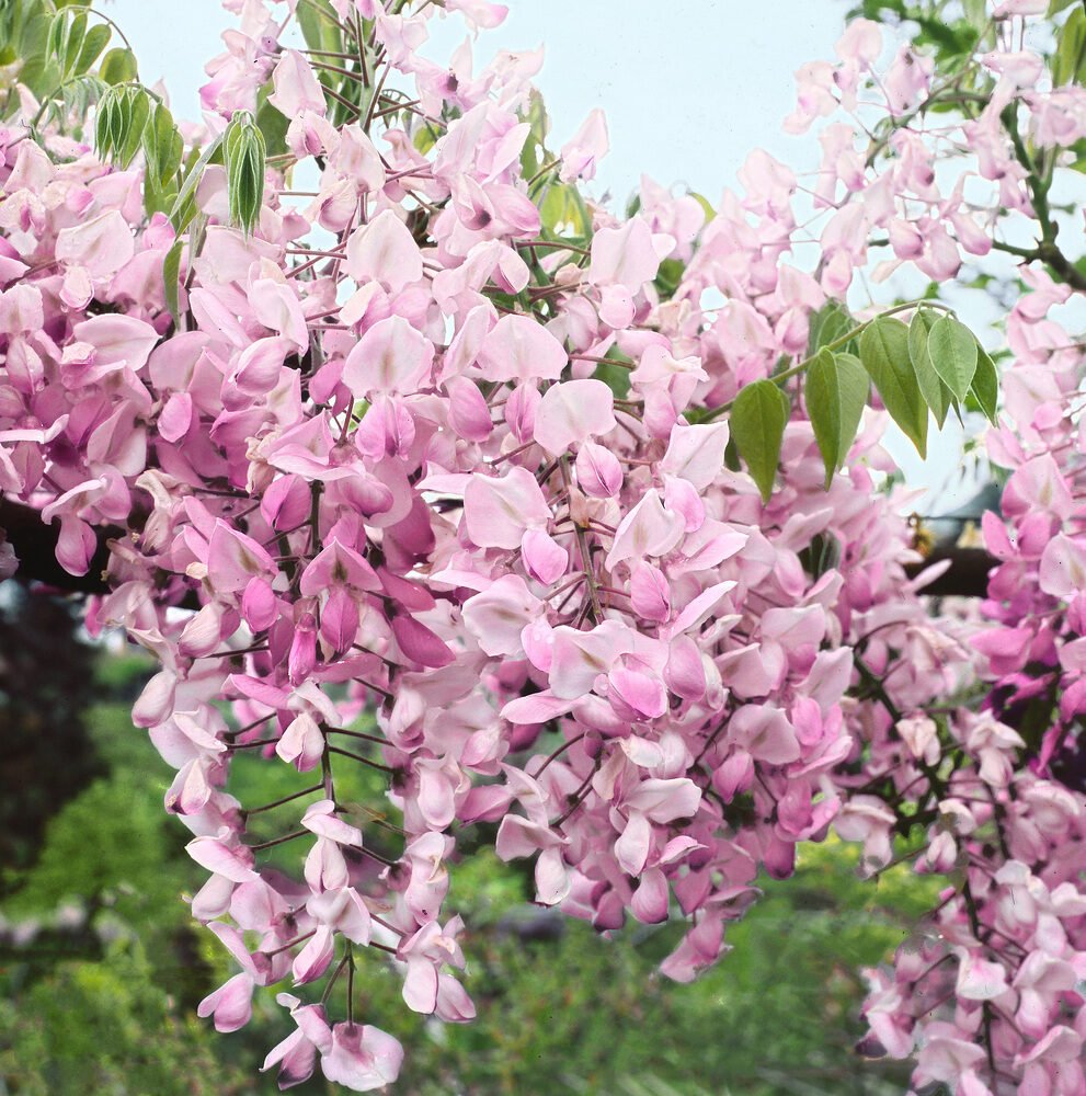 Rózsaszín virágú lilaakác (Wisteria brachybotrys 'Showa-Beni')