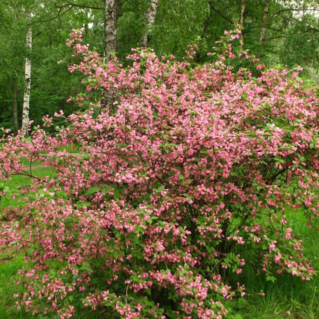 Rózsaszín virágú rózsalonc (Weigela florida 'Styriaca')