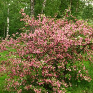 Rózsaszín virágú rózsalonc (Weigela florida 'Styriaca')