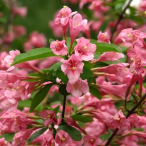 Rózsaszín virágú rózsalonc (Weigela florida 'Styriaca')