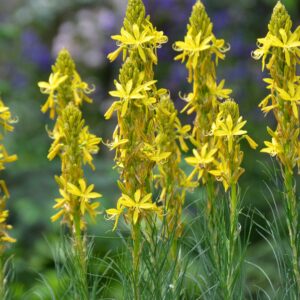 Sárga virágoszlop (Asphodeline lutea)
