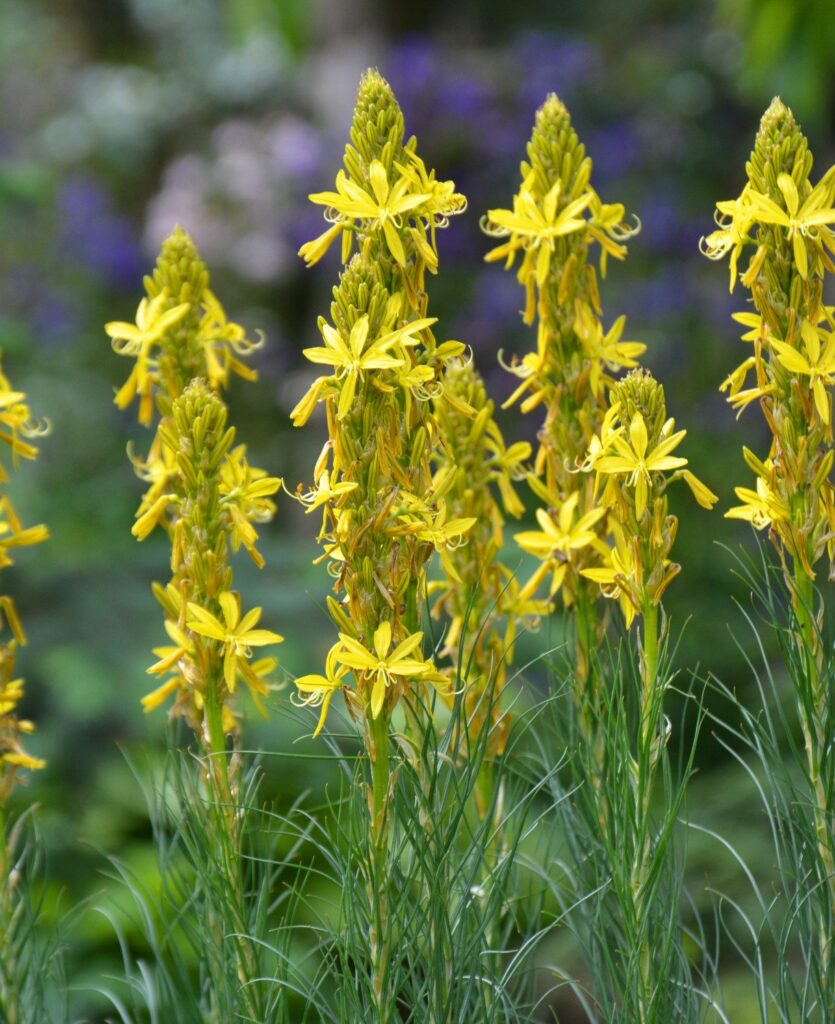Sárga virágoszlop (Asphodeline lutea)