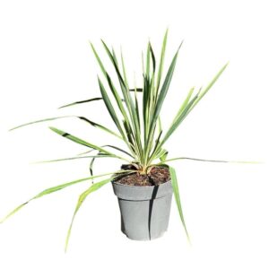 Sárgatarka pálmaliliom (Yucca filamentosa 'Bright Edge')