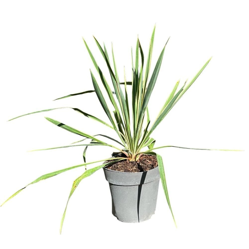 Sárgatarka pálmaliliom (Yucca filamentosa 'Bright Edge')