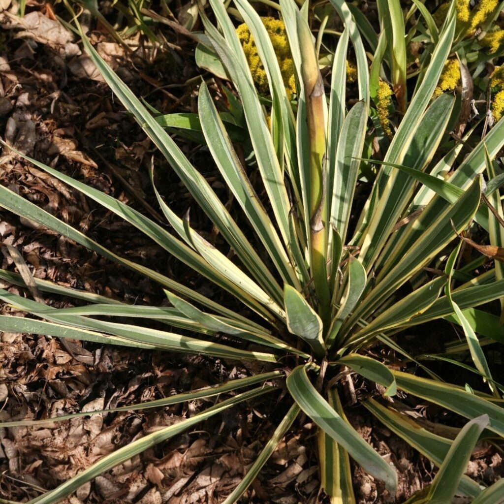 Sárgatarka pálmaliliom (Yucca filamentosa 'Bright Edge')
