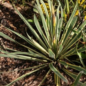 Sárgatarka pálmaliliom (Yucca filamentosa 'Bright Edge')
