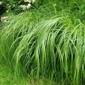 Sávos prérifű (Spartina pectinata 'Aureomarginata')