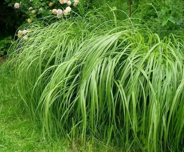 Sávos prérifű (Spartina pectinata 'Aureomarginata')