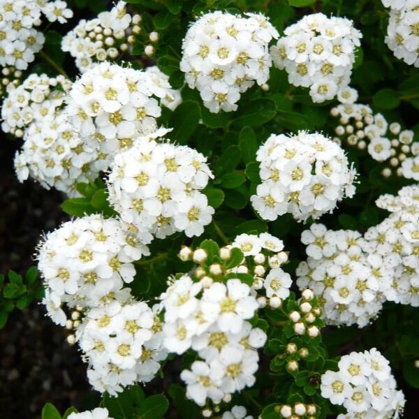 Spiraea nipponica 'White Carpet'