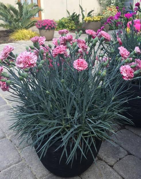 Szegfű (Dianthus 'Devon Cottage')
