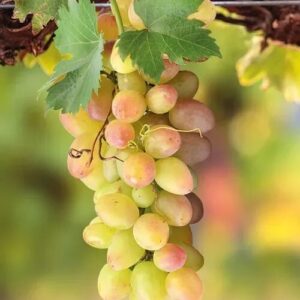 Szőlő (Vitis vinifera 'Afúz-ali')