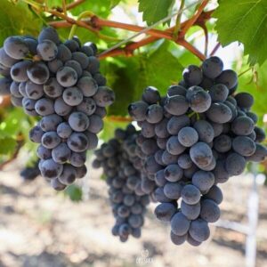 Szőlő (Vitis vinifera 'Moldova')